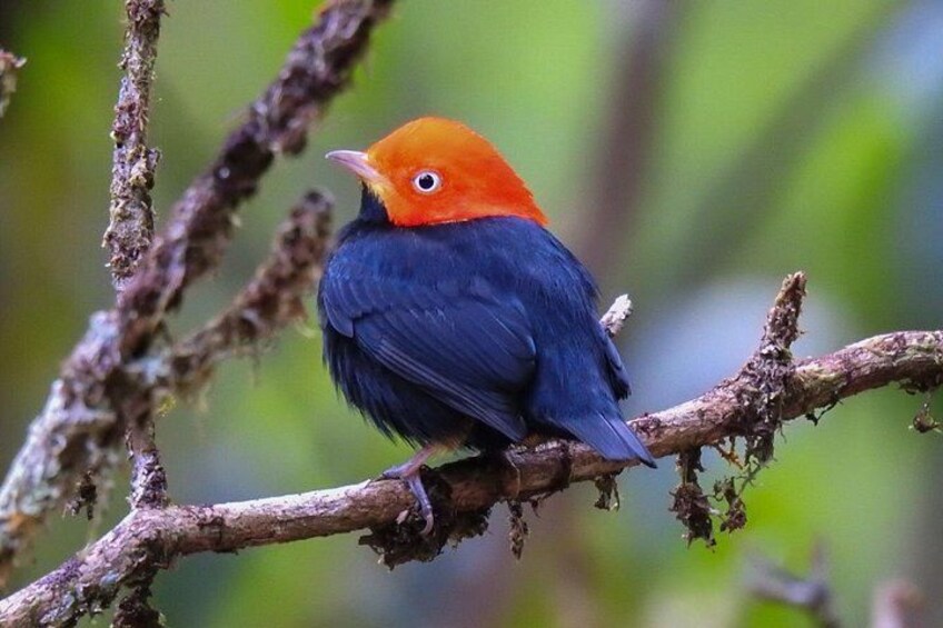 A bird with orange head and blue body perched on a branch. 5