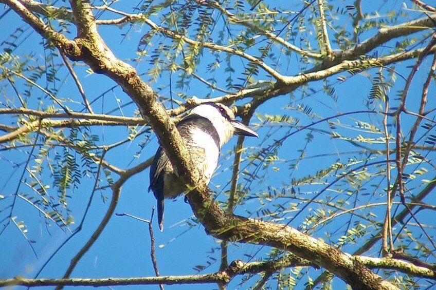 A bird perched on a tree branch. 3