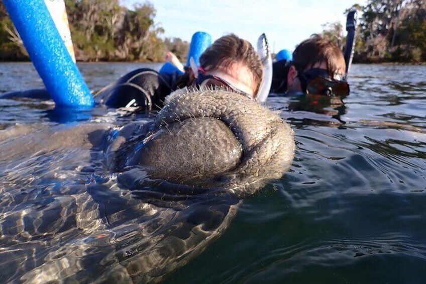 Guaranteed Snorkel with Manatee Tour w/ Guide & Photographer  1