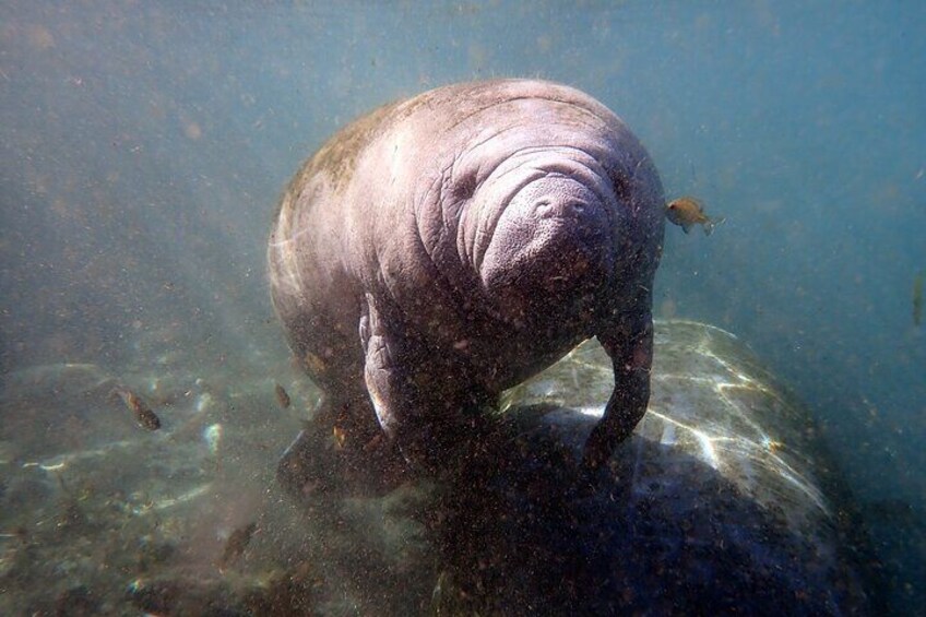 Guaranteed Snorkel with Manatee Tour w/ Guide & Photographer  4