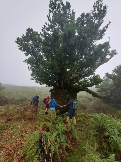 Picture 18 for Activity Laurisilva Forest, Porto Moniz & Spectacular Landscapes 4