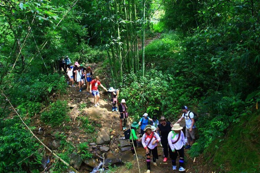 A group of hikers on a forest trail surrounded by dense greenery and bamboo. 2