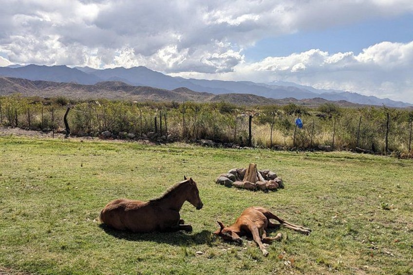 Un caballo descansando en un campo de pasto con montañas al fondo. 4