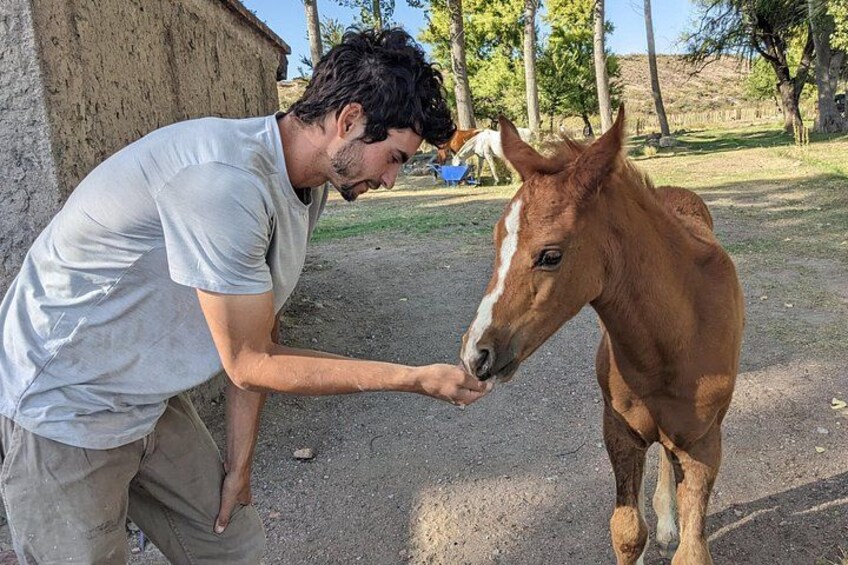Una persona alimentando a un caballo en un entorno al aire libre. 5