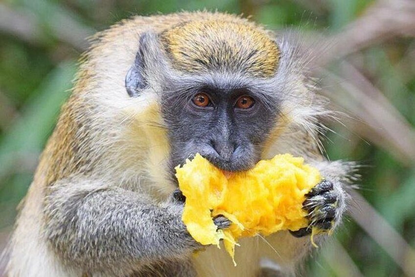 Monkey Feeding 1