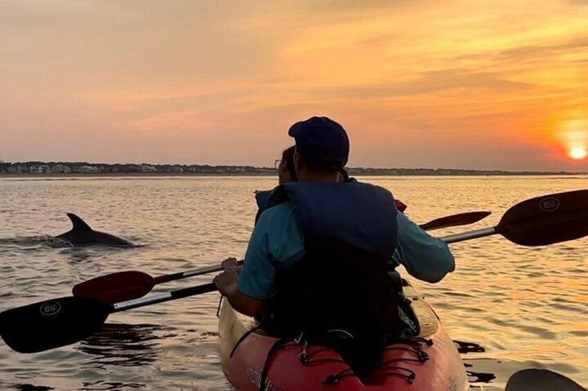 Dolphin tours Virginia Beach 2