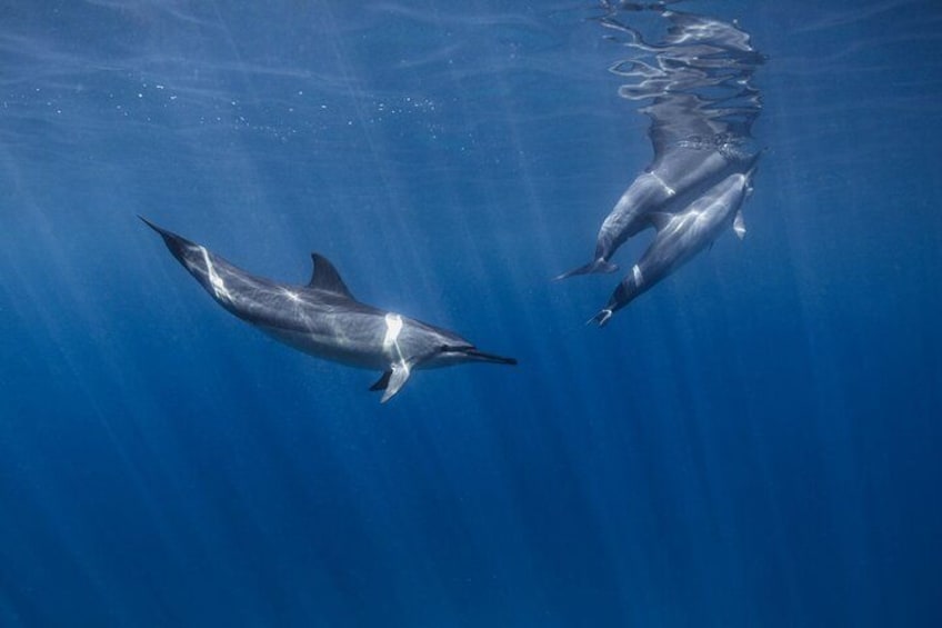 Hawaiian Spinner Dolphins 2