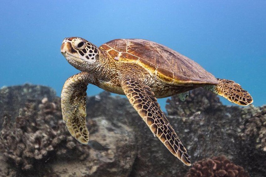 Hawaiian Green Sea Turtle 3