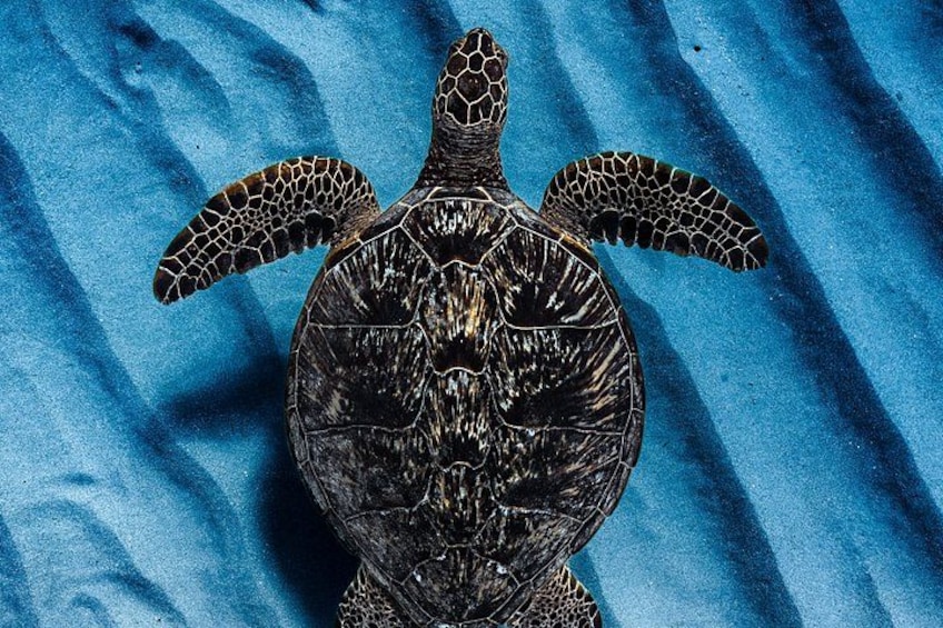 Waikiki Turtle Canyon Snorkel Turtles Guaranteed 2