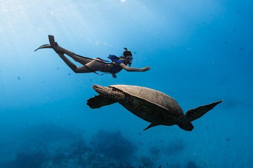 Waikiki Turtle Canyon Snorkel Turtles Guaranteed 2