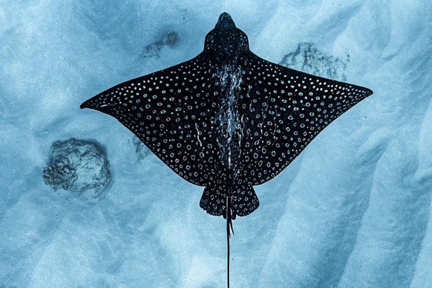 Spotted Eagle Ray 2