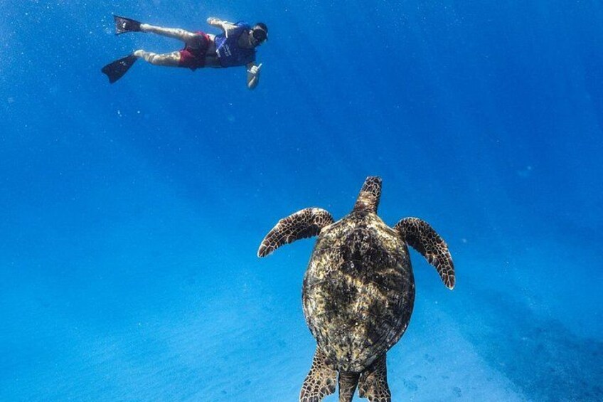 Sea Turtle 3
