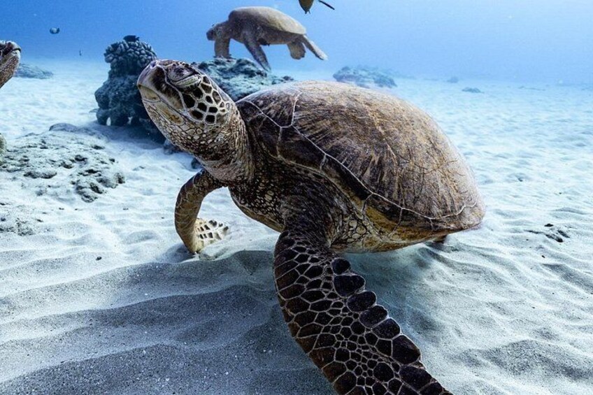 Hawaiian Green Sea Turtle 2