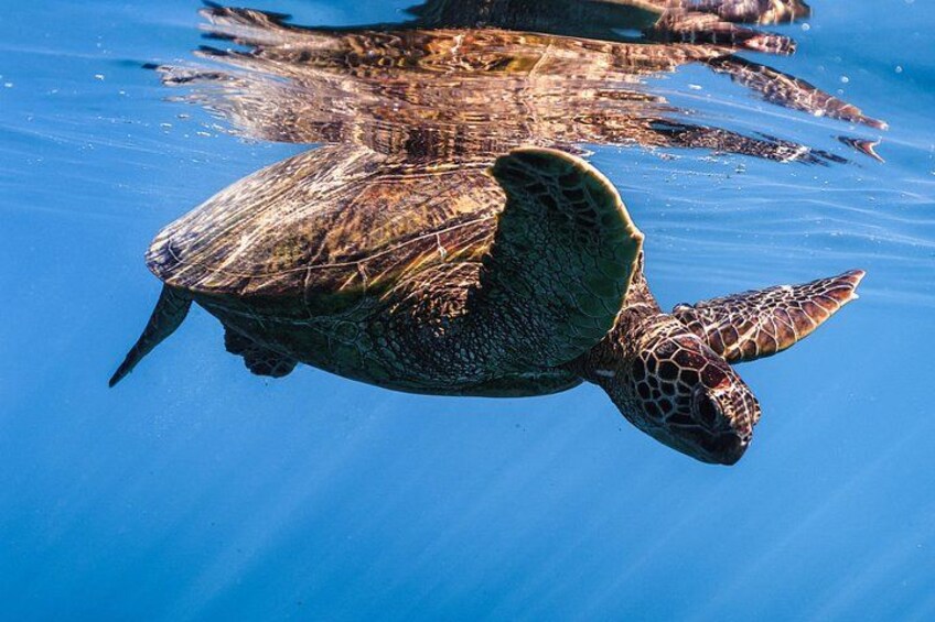 Snorkeling with Hawaiian Green Sea Turtle 2