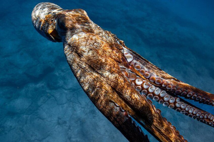 A wild Day-Time Octopus 2
