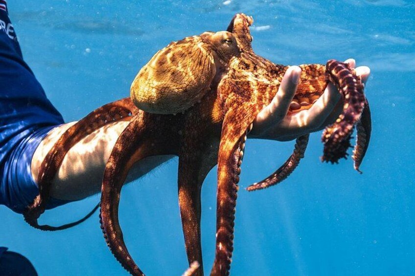Day Time Octopus 2