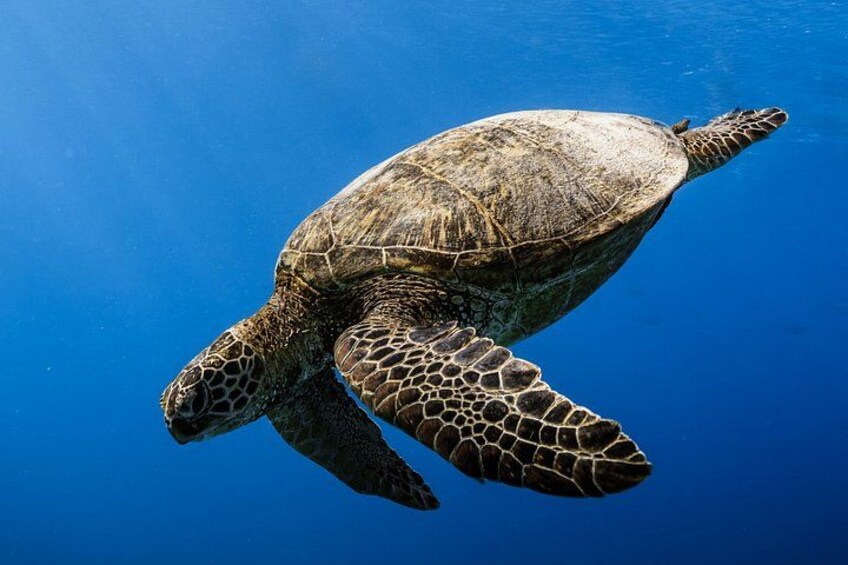 Private Turtle Canyon Snorkel and Cruise Waikiki 2
