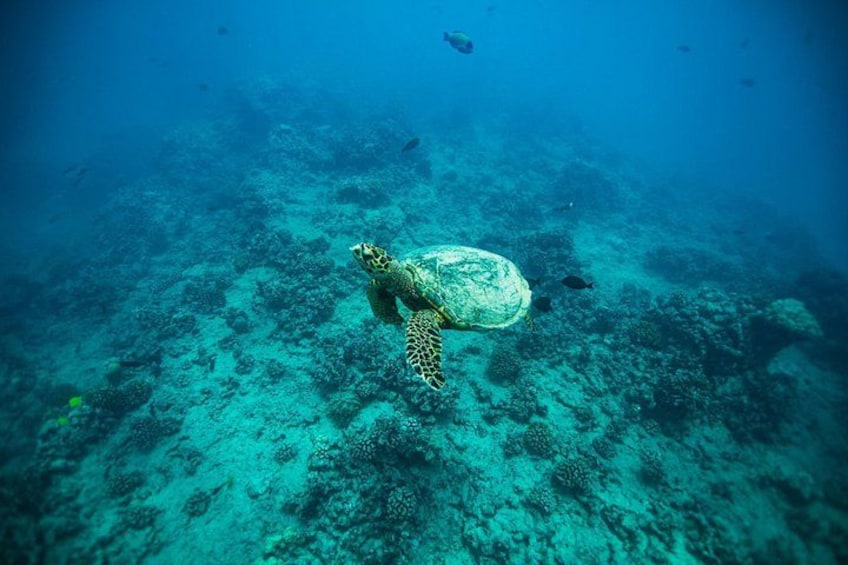 RARE Hawksbill Sea Turtle at Turtle Canyon 4