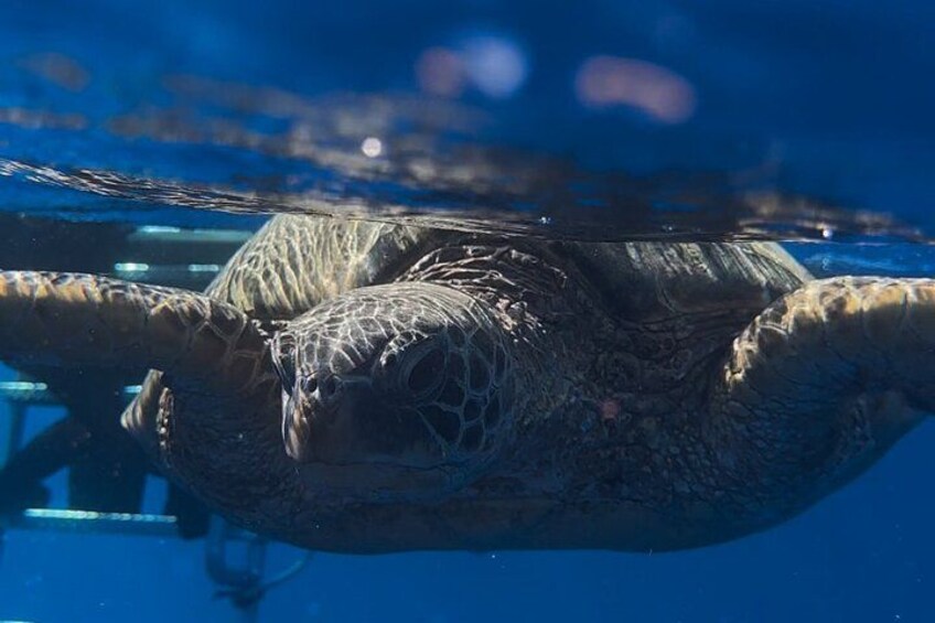 Hawaiian Green Sea Turtle 2