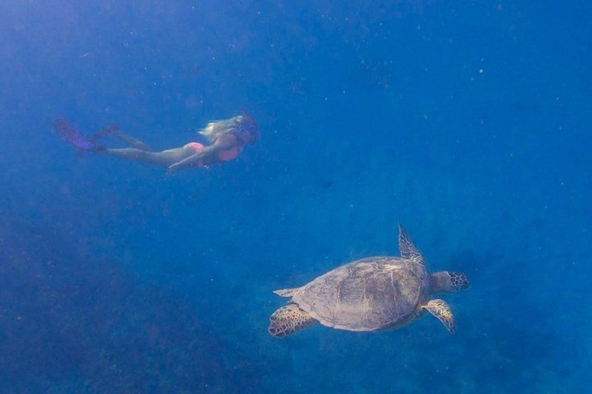Freediving down to a turtle 3