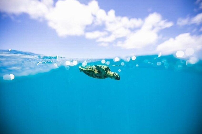 A Hawaiian Green Sea Turtle catching its breath at the surface 5