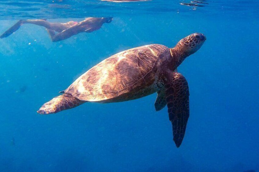 A sea turtle swimming in clear blue water. 2
