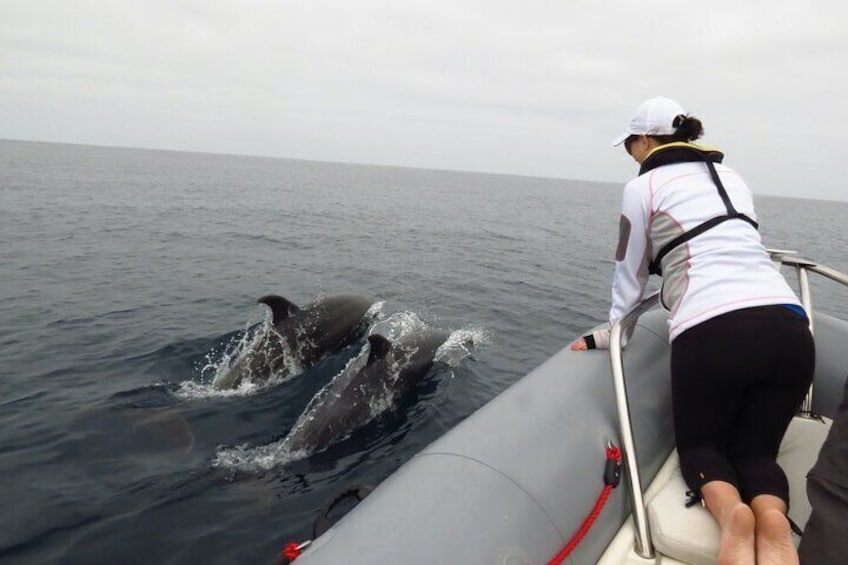 A person on a boat observing dolphins in the water. 5