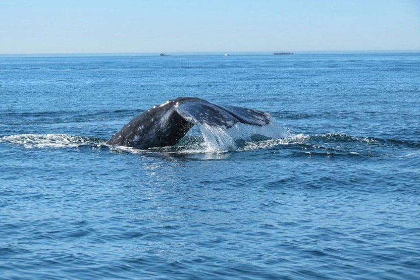 Een walvis springt uit de oceaan. 2