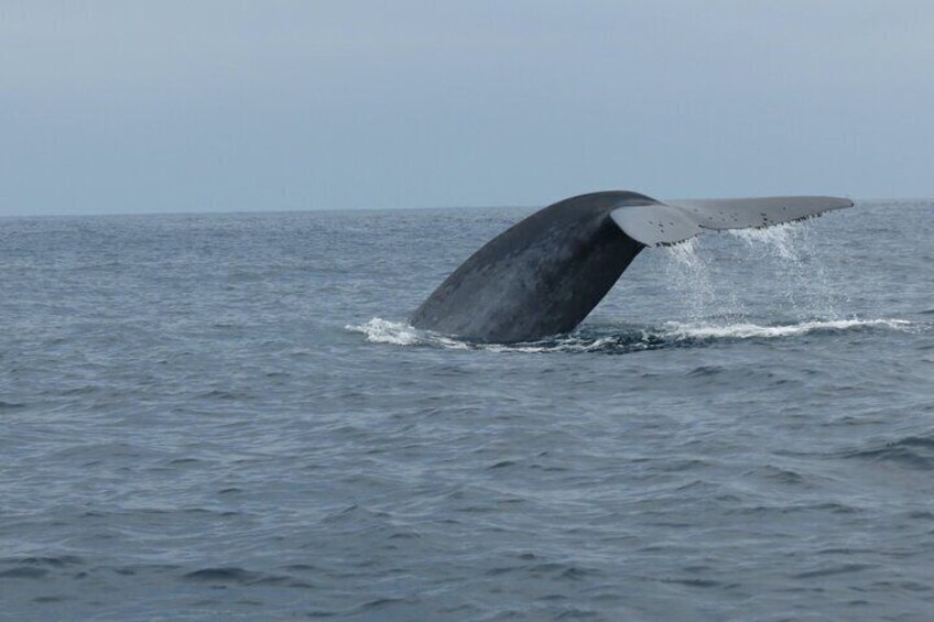 A whale tail breaching the ocean surface. 4