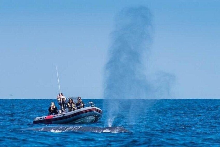 Blue whale surfacing near our boat. 2