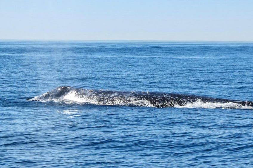 Une baleine nage dans l’océan. 2