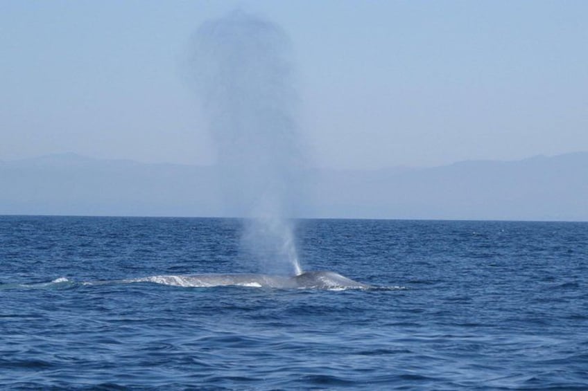 A whale breaching the ocean surface, creating a large splash. 4
