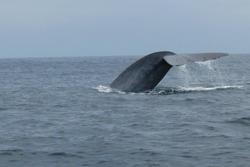 Blue Whale Fluke 2