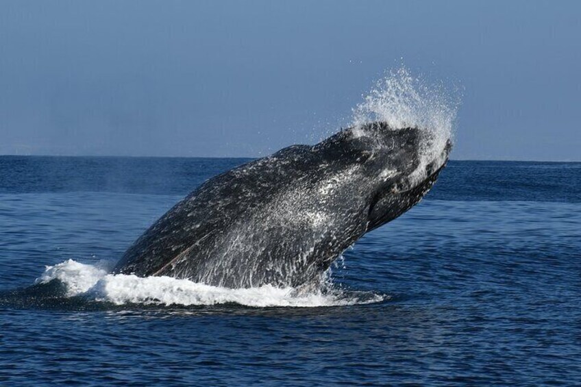 En hval springer op af havet. 3