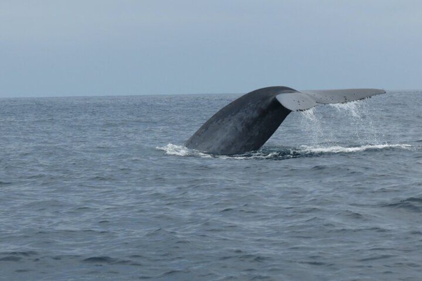 Blue Whale Fluke 2