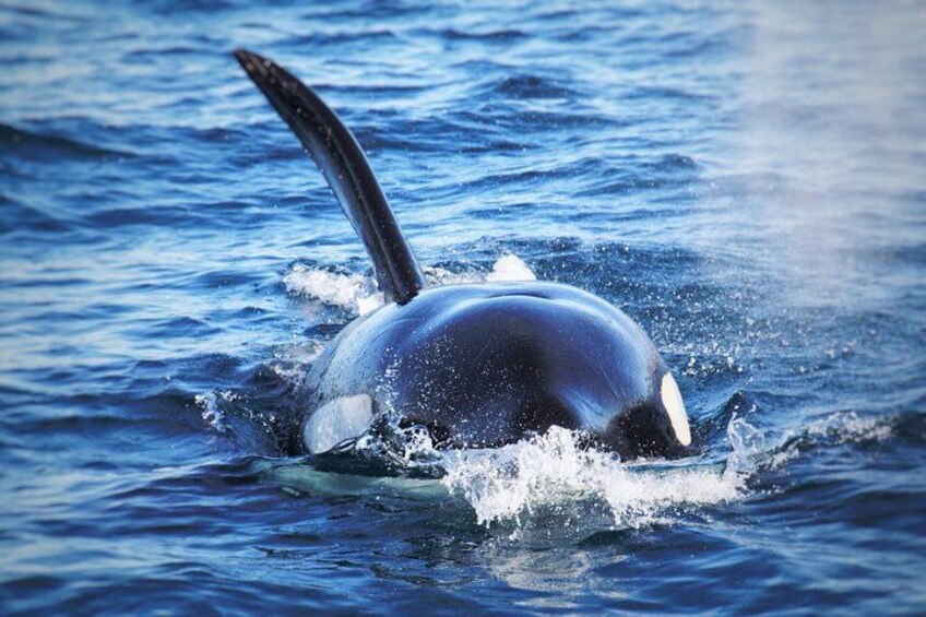 Wild Orca! 1