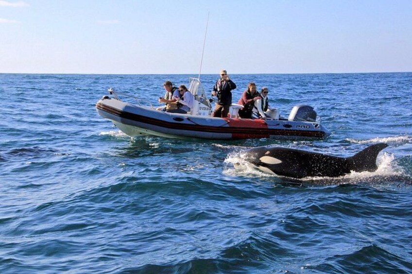 Rare Orca sighting! 3