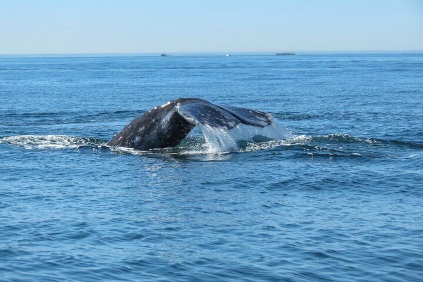 Une baleine surgissant à la surface de l’océan. 2