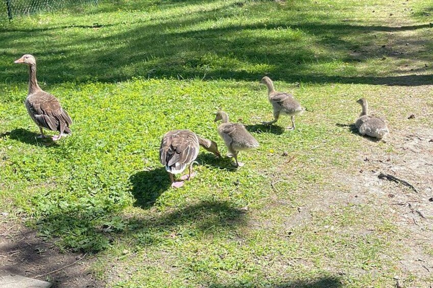 Eine Gänsegruppe auf einer Wiese. 4
