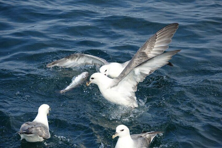 Seagulls flying over water. 4