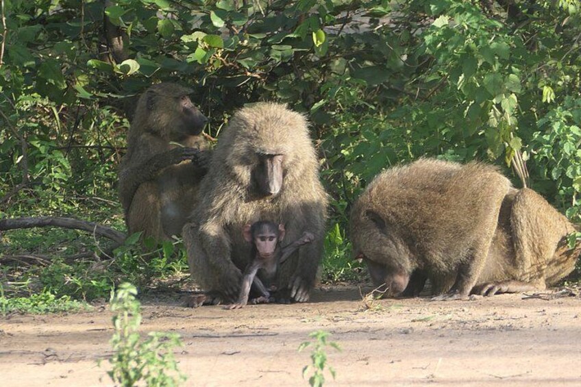 A group of monkeys in a natural setting with dense foliage in the background. 1