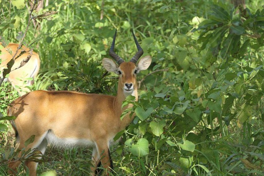 A deer in a grassy area with dense foliage. 4