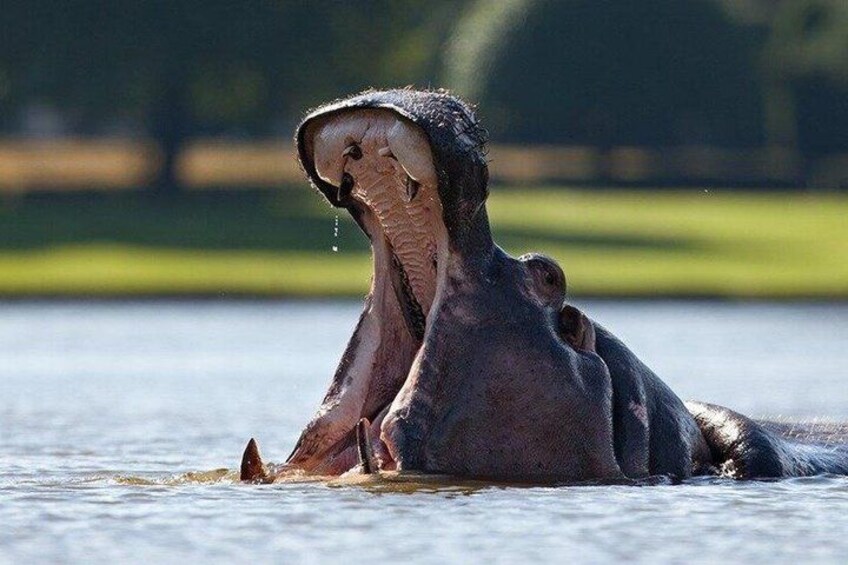 Un hipopótamo sumergido parcialmente en el agua, con la boca abierta. 1