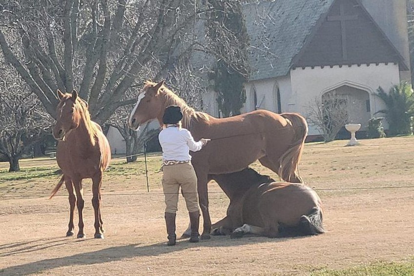 Experience Estancia La Candelaria with transfer from Buenos Aires 2