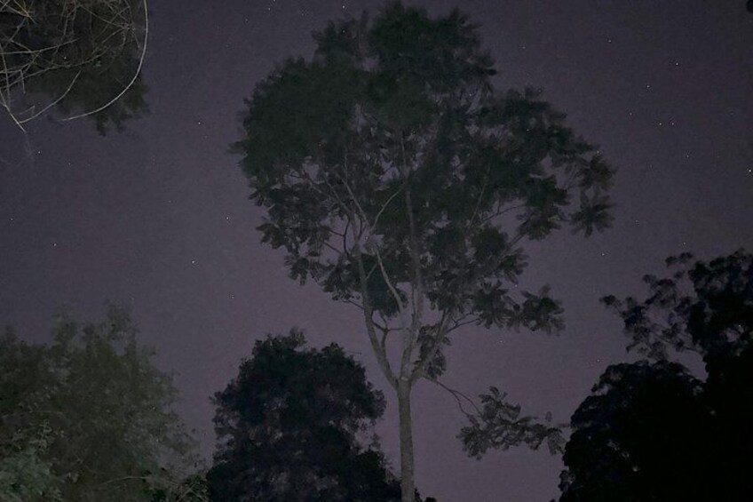 The rain forest is special at night time. 5