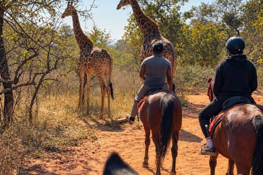 Deux personnes à cheval sur un chemin de terre, avec des girafes en arrière-plan. 1