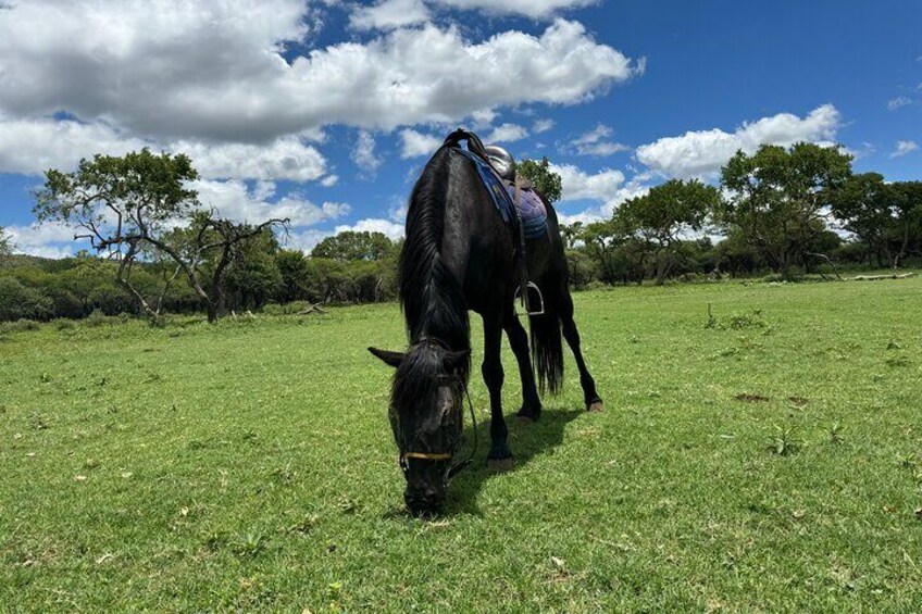 Exhilarating Horseback Safari Departing from Johannesburg