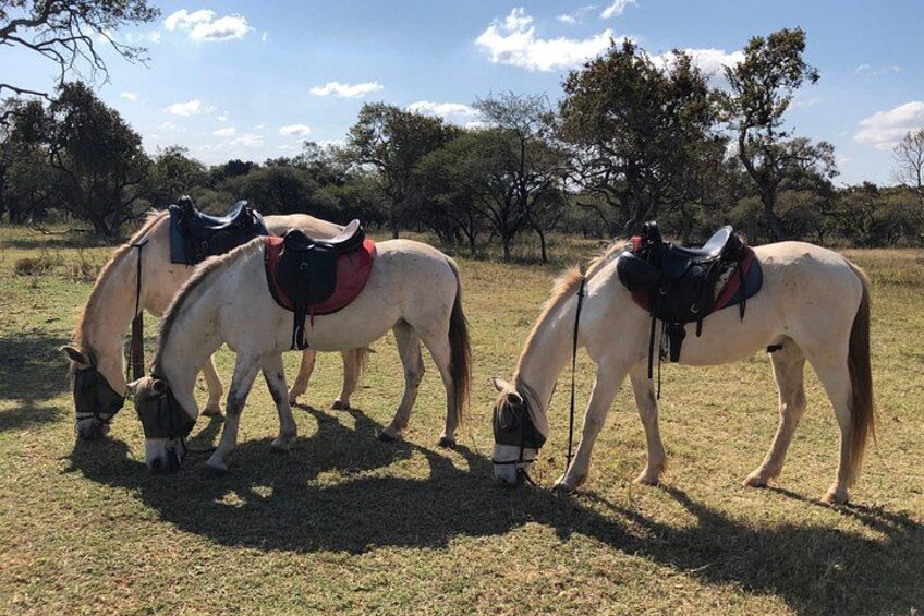 Rest break for the horses 2