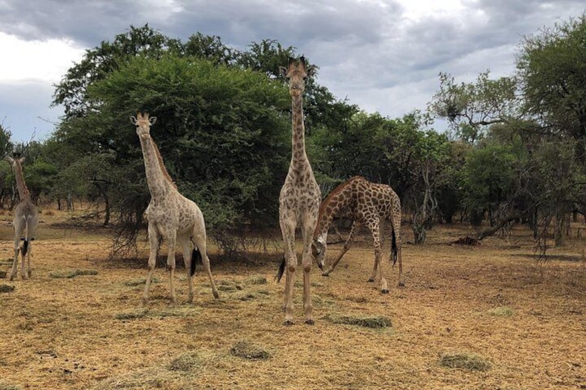 Giraffen in een droog savannegebied met schaarse vegetatie en verspreide bomen. 3