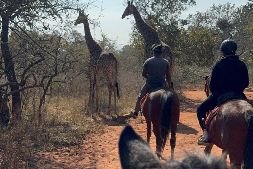 Exhilarating Horseback Safari from Johannesburg 1